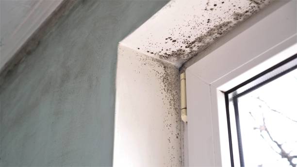 Environmental Consulting for Mold Prevention in Sayre, PA
