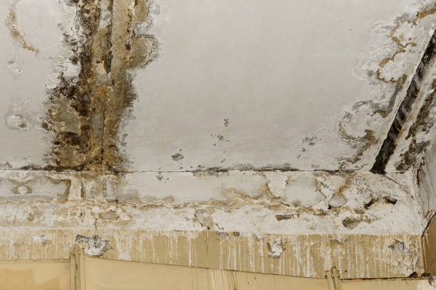 Best Mold Odor Removal Services  in Sayre, PA