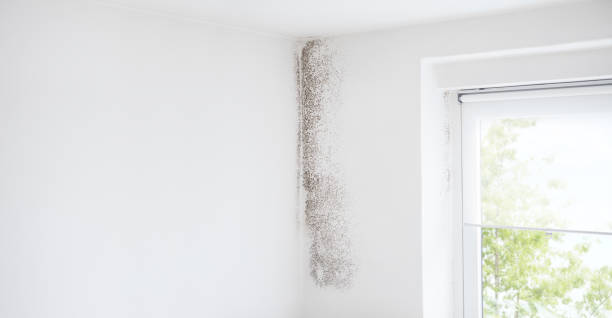 Mold Remediation for Vacation Homes in Sayre, PA