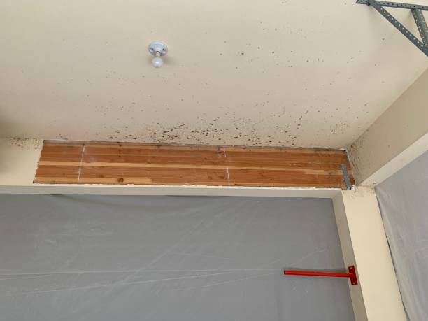Best Mold Prevention Services  in Sayre, PA