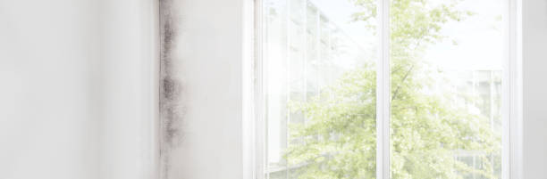 Best Basement Mold Removal  in Sayre, PA