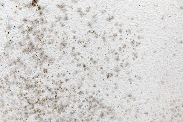 Professional Mold Removal in Sayre, PA